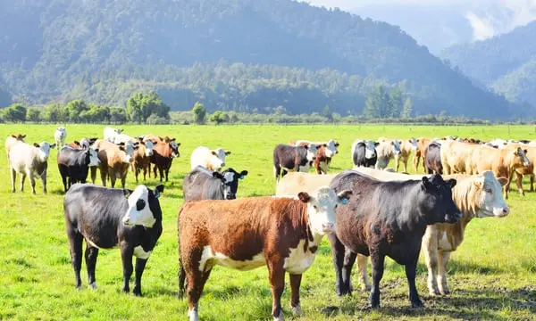 Noua strategie climatică a Noului Zeeland: testul lideratului în Pacific